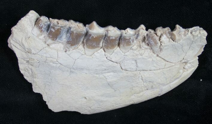 Oreodont (Merycoidodon) Jaw Section - Nebraska #10517